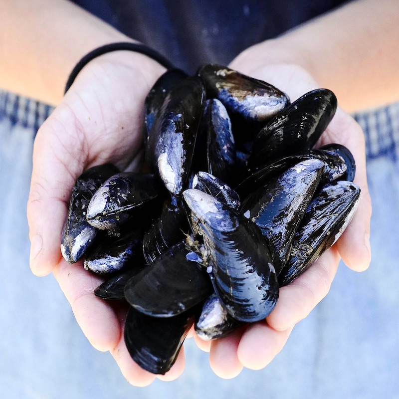 Live Penn Cove Mussels - Jack's Fish Spot