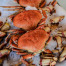 Fresh Dungeness Crab